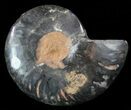 Split Black/Orange Ammonite (Half) - Unusual Coloration #55676-1
